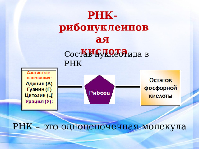 РНК- рибонуклеиновая кислота   Состав нуклеотида в РНК РНК – это одноцепочечная молекула 