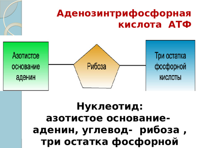 Аденозинтрифосфорная кислота АТФ Нуклеотид: азотистое основание- аденин, углевод- рибоза , три остатка фосфорной кислоты 