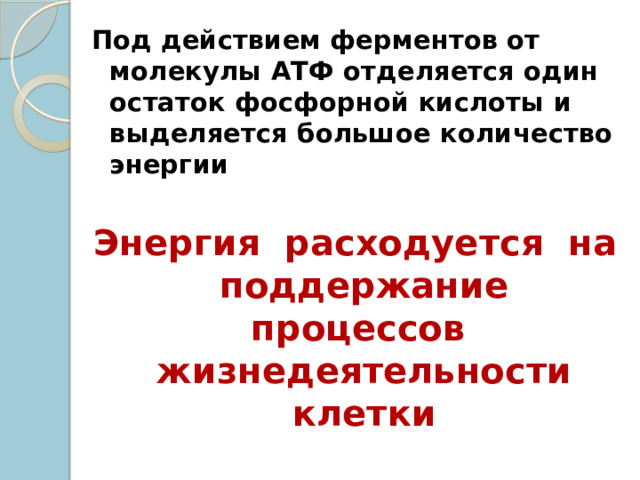 Под действием ферментов от молекулы АТФ отделяется один остаток фосфорной кислоты и выделяется большое количество энергии  Энергия расходуется на поддержание процессов жизнедеятельности клетки 
