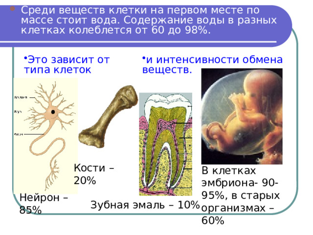 Среди веществ клетки на первом месте по массе стоит вода. Содержание воды в разных клетках колеблется от 60 до 98%. Это зависит от типа клеток и интенсивности обмена веществ. Кости – 20% В клетках эмбриона- 90-95%, в старых организмах – 60% Нейрон – 85% Зубная эмаль – 10% 