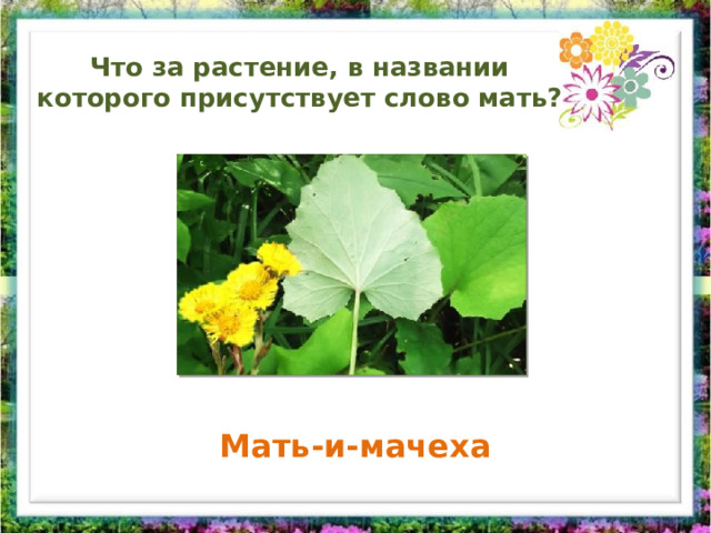 Что за растение, в названии которого присутствует слово мать? Мать-и-мачеха 