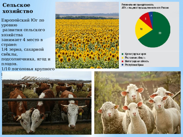 Сельское хозяйство Европейский Юг по уровню  развития сельского хозяйства занимает 4 место в стране: 1/4 зерна, сахарной свёклы, подсолнечника, ягод и плодов. 1/10 поголовья крупного рогатого скота и свиней. 2/5 овец и коз. 1/2 производства шести 