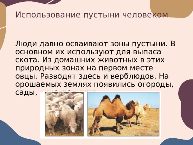 Использование пустыни человеком Люди давно осваивают зоны пустыни. В основном их используют для выпаса скота. Из домашних животных в этих природных зонах на первом месте овцы. Разводят здесь и верблюдов. На орошаемых землях появились огороды, сады, виноградники.  