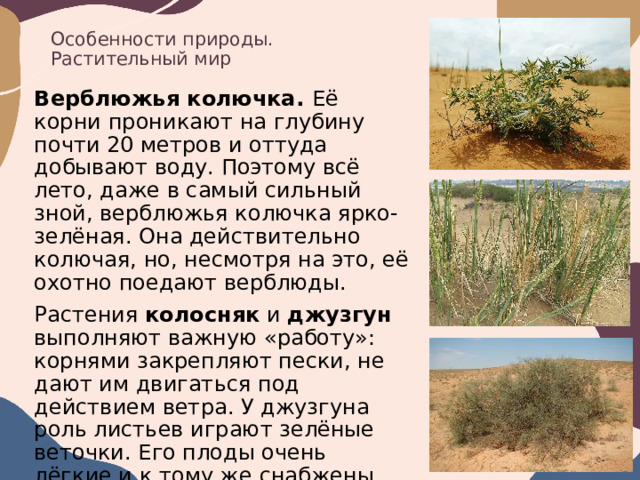 Особенности природы.  Растительный мир Верблюжья колючка. Её корни проникают на глубину почти 20 метров и оттуда добывают воду. Поэтому всё лето, даже в самый сильный зной, верблюжья колючка ярко-зелёная. Она действительно колючая, но, несмотря на это, её охотно поедают верблюды. Растения колосняк и джузгун выполняют важную «работу»: корнями закрепляют пески, не дают им двигаться под действием ветра. У джузгуна роль листьев играют зелёные веточки. Его плоды очень лёгкие и к тому же снабжены особыми выростами. Благодаря этому ветер переносит их по пескам на большие расстояния. 