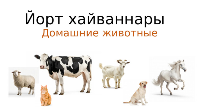 Йорт хайваннары  Домашние животные 