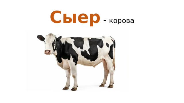 Сыер - корова   