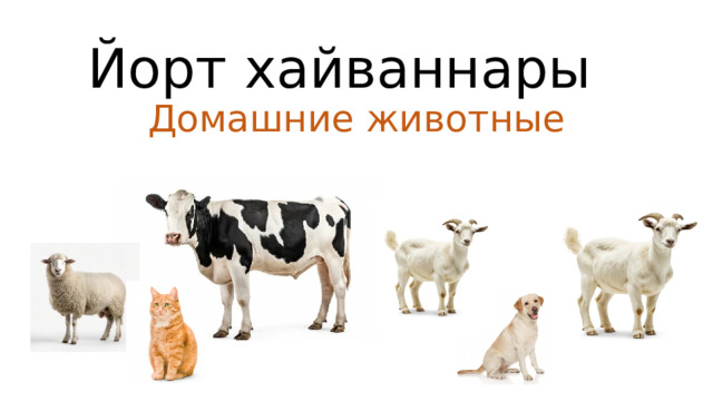 Йорт хайваннары  Домашние животные 
