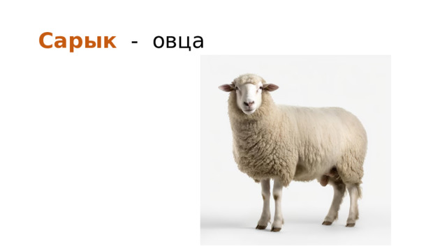 Сарык - овца 