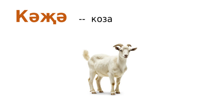 Кәҗә -- коза 