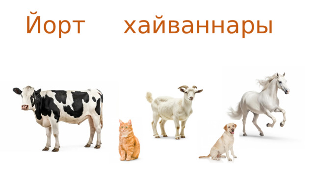Йорт хайваннары   
