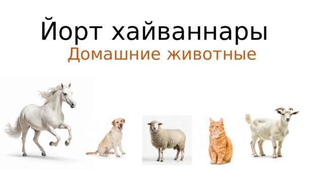 Йорт хайваннары  Домашние животные 