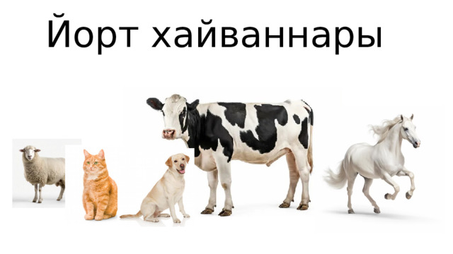 Йорт хайваннары   