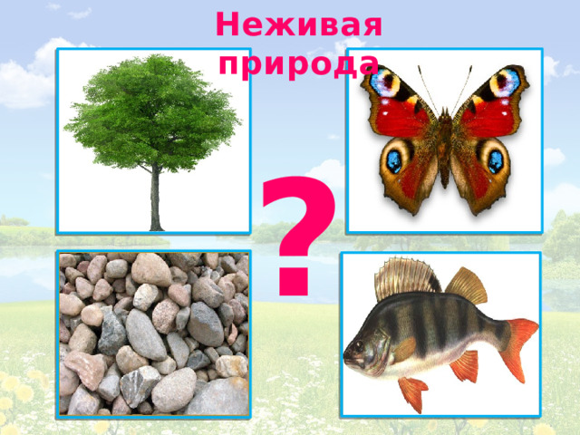 Неживая природа ? 