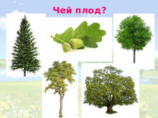 Чей плод? 