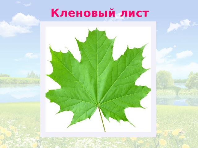 Кленовый лист 