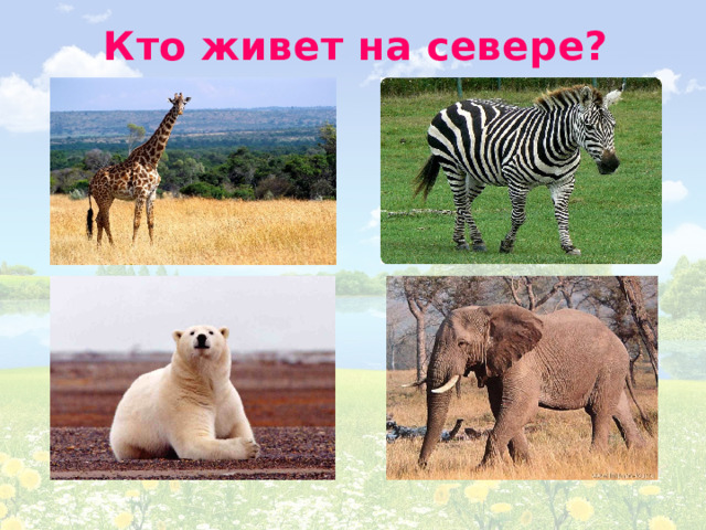 Кто живет на севере? 