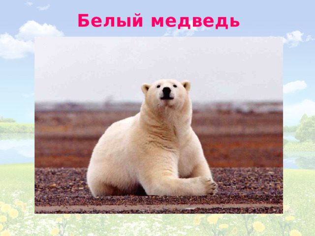 Белый медведь 