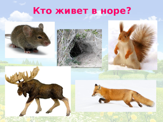 Кто живет в норе? 