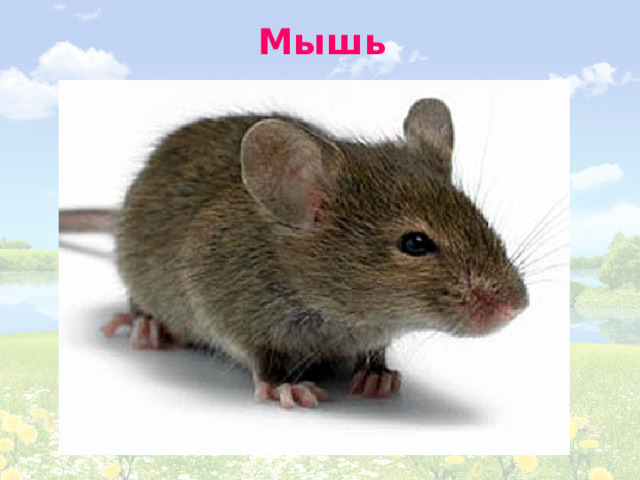 Мышь 
