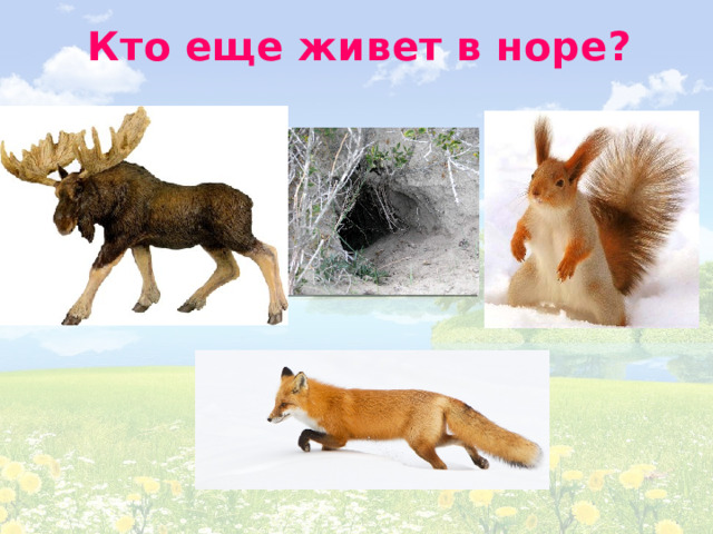 Кто еще живет в норе? 