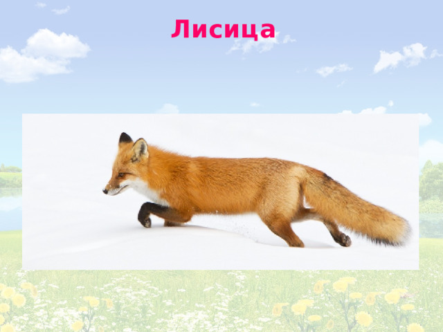 Лисица 