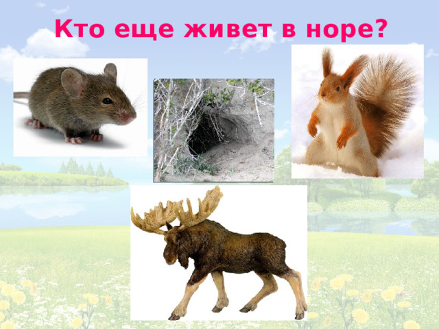 Кто еще живет в норе? 