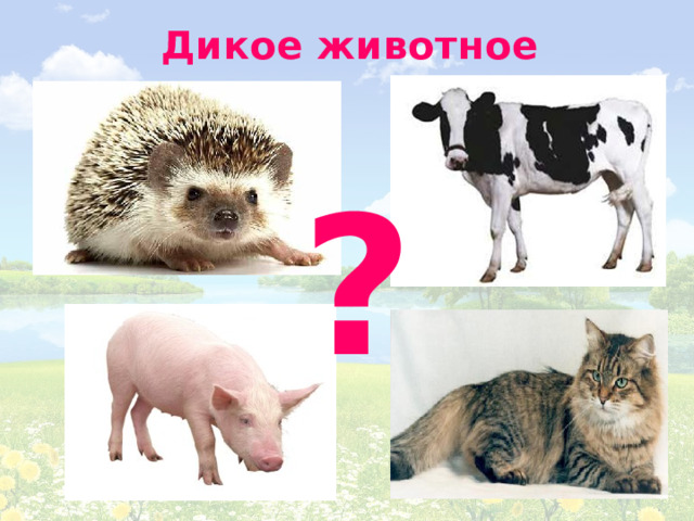 Дикое животное ? 