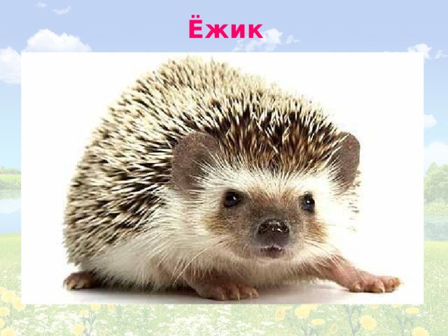 Ёжик 