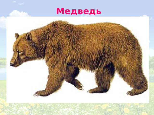 Медведь 