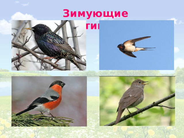 Зимующие птицы 