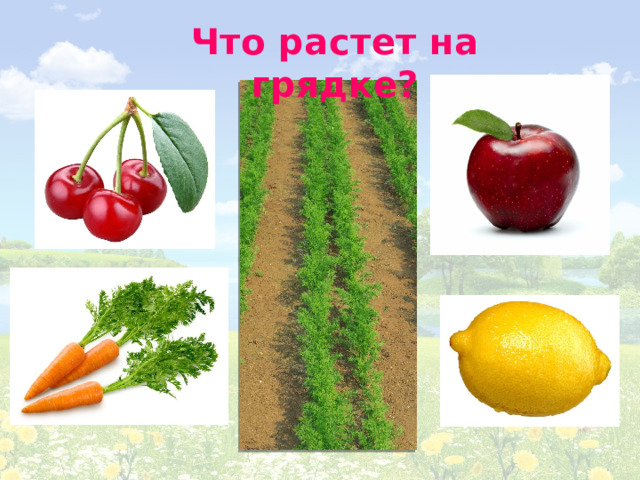 Что растет на грядке? 