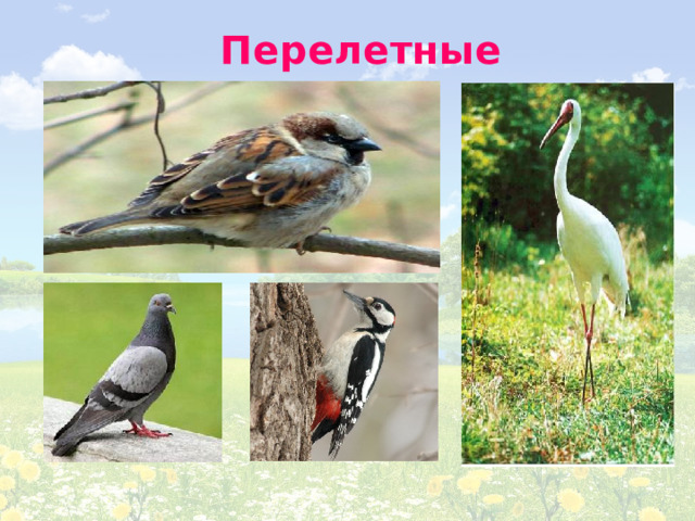 Перелетные птицы 