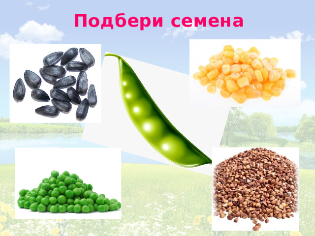 Подбери семена 