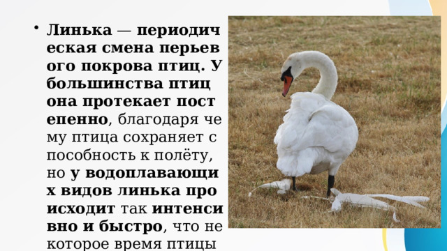 Линька — периодическая смена перьевого покрова птиц. У большинства птиц она протекает постепенно , благодаря чему птица сохраняет способность к полёту, но у водоплавающих видов линька происходит так интенсивно и быстро , что некоторое время птицы летать не могут. Линька у лебедей — это ежегодный процесс смены оперения, происходящий во второй половине лета (июль-август), при котором птицы теряют все маховые перья одновременно и утрачивают способность летать на 1–1,5 месяца. В этот период они собираются большими группами на безопасных мелководьях и в зарослях, интенсивно ухаживая за собой. 