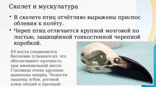 Скелет и мускулатура В скелете птиц отчётливо выражены приспособления к полёту. Череп птиц отличается крупной мозговой полостью, защищённой тонкостенной черепной коробкой. Её кости соединяются бесшовно (сливаются): это обеспечивает прочность при минимальной массе. Глазницы очень крупные, вынесены вперёд. Челюсти лишены зубов, роговой клюв лёгкий и прочный. 