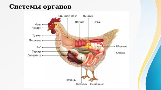 Системы органов Пищеварительная система начинается клювом.  Клюв ограничивает ротовую полость, в которой имеется язык. Зубы отсутствуют. Из ротовой полости пища попадает глотку, а из неё — в пищевод. В пищеводе некоторых птиц есть расширенная часть — зоб, предназначенный для накопления и набухания сухой пищи. В желудке есть два отдела: железистый и мускулистый. В первом отделе пища обрабатывается ферментами, а во втором измельчается при сокращении мускульных стенок желудка и под действием находящихся там камушков. Из желудка измельчённая пища направляется в тонкий кишечник, где обрабатывается пищеварительными ферментами печени и поджелудочной железы. Из тонкого кишечника непереваренные остатки пищи попадают в прямую кишку, а из неё — в клоаку.  