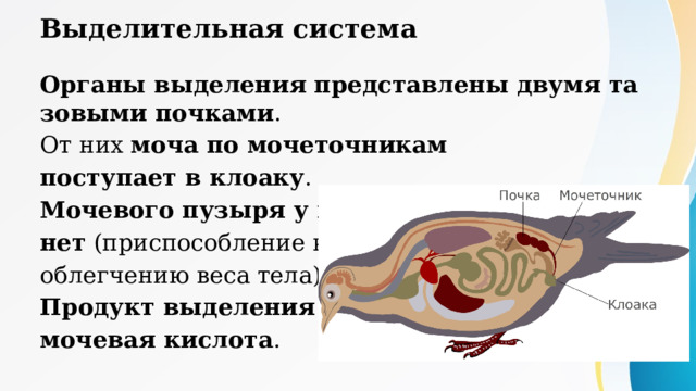 Выделительная система Органы выделения представлены двумя тазовыми почками . От них моча по мочеточникам поступает в клоаку . Мочевого пузыря у птиц нет (приспособление к облегчению веса тела). Продукт выделения — мочевая кислота . 