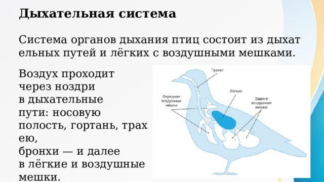 Дыхательная система Система органов дыхания птиц состоит из дыхательных путей и лёгких с воздушными мешками. Воздух проходит через ноздри в дыхательные пути: носовую полость, гортань, трахею,  бронхи — и далее в лёгкие и воздушные мешки. Функции воздушных мешков: участвуют в дыхании при полёте (двойное дыхание); обеспечивают охлаждение организма в полёте; уменьшают плотность и массу тела. Двойное дыхание Когда птица находится в состоянии покоя (не в полёте), дыхание происходит без участия воздушных мешков.  В полёте воздух, насыщенный кислородом, проходит через лёгкие птиц 2 раза — при вдохе и при выдохе (при выдохе он перемещается в лёгкие из воздушных мешков). Такой механизм дыхания птиц называется двойным дыханием. Схема движения воздуха при двойном дыхании птиц: трахея — бронхи — задние воздушные мешки — лёгкие (газообмен!) — передние воздушные мешки — трахея — выход воздуха наружу. 