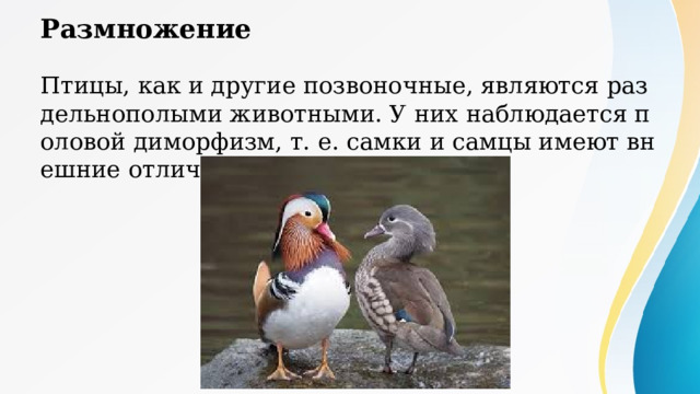 Размножение Птицы, как и другие позвоночные, являются раздельнополыми животными. У них наблюдается половой диморфизм, т. е. самки и самцы имеют внешние отличия. 