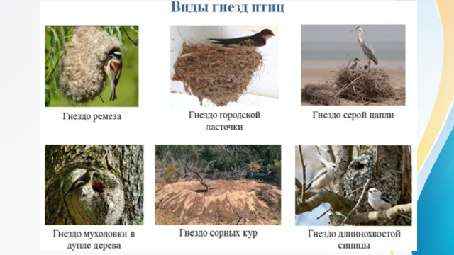 Многие птицы в период размножения начинают строить гнездо для будущих птенцов. Гнездовые постройки птиц бывают примитивными или могут представлять собой сложные сооружения. Форма и материал, используемый для строительства разнообразен. 
