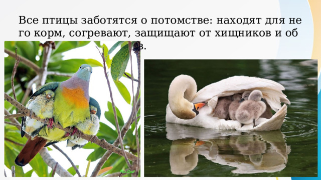 Все птицы заботятся о потомстве: находят для него корм, согревают, защищают от хищников и обучают летать птенцов. 