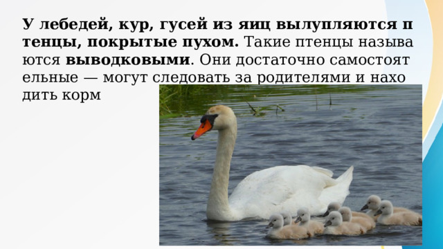 У лебедей, кур, гусей из яиц вылупляются птенцы, покрытые пухом. Такие птенцы называются выводковыми . Они достаточно самостоятельные — могут следовать за родителями и находить корм 