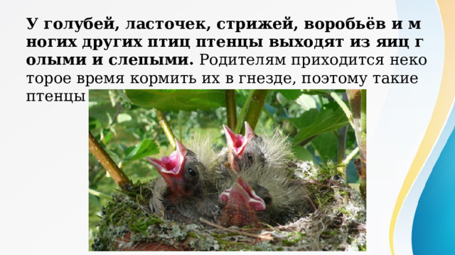 У голубей, ласточек, стрижей, воробьёв и многих других птиц птенцы выходят из яиц голыми и слепыми. Родителям приходится некоторое время кормить их в гнезде, поэтому такие птенцы называются гнездовыми . 