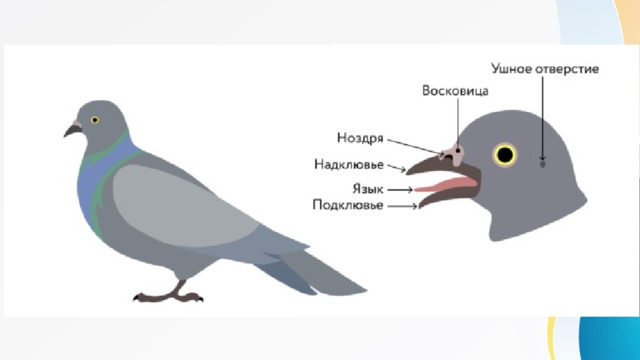 У некоторых птиц у основания надклювья есть участок утолщённой кожи, на котором расположены наружные отверстия ноздрей. Особенно он заметен, если лишён перьев и ярко окрашен. Этот участок называют воскови́цей. Восковицу имеют представители таких отрядов, как соколообразные, совообразные, голубеобразные, попугаеобразные. У популярных домашних питомцев — волнистых попугайчиков — пол птиц можно определить по цвету восковицы: у молодого самца она фиолетовая, у взрослого — ярко-синяя; у молодой самки — голубая (вокруг ноздрей более светлый ободок), у взрослой — голубая или коричневая. 