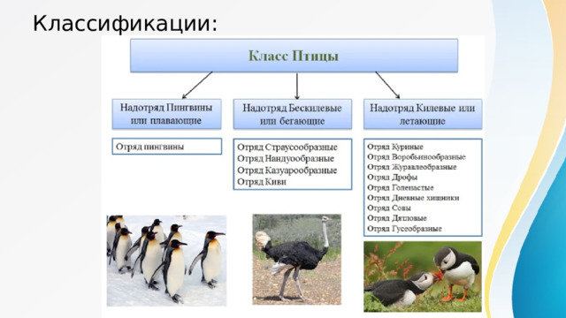 Классификации: 