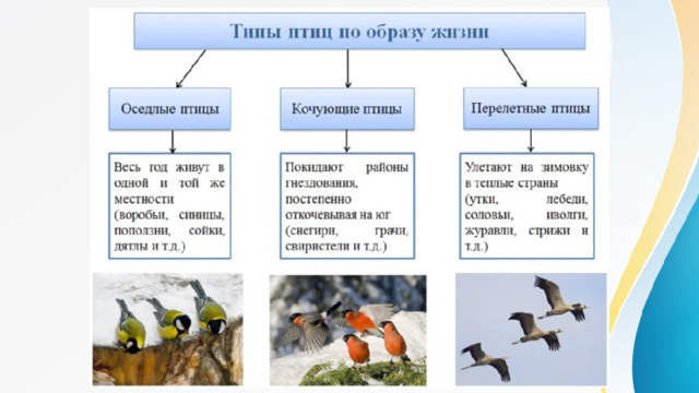 Изучая фауну птиц какой-нибудь местности можно отметить непостоянство ее состава в разное время года. В самом деле, среди птиц очень мало живущих у нас и зиму и лето. Это во многом связано с сезонными изменения в жизни птиц. В связи с этим, по образу жизни всех птиц можно разделить на три группы: оседлые, кочующие и перелетные. 