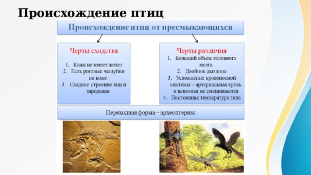 Происхождение птиц 