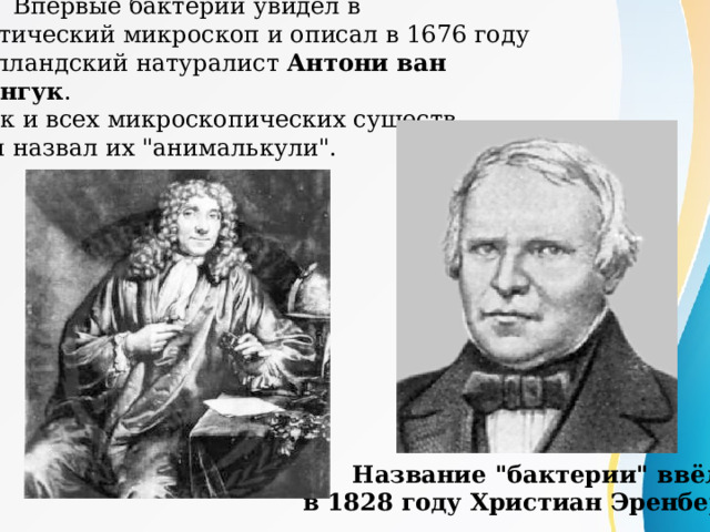  Впервые бактерий увидел в оптический микроскоп и описал в 1676 году голландский натуралист Антони ван Левенгук . Как и всех микроскопических существ,  он назвал их 