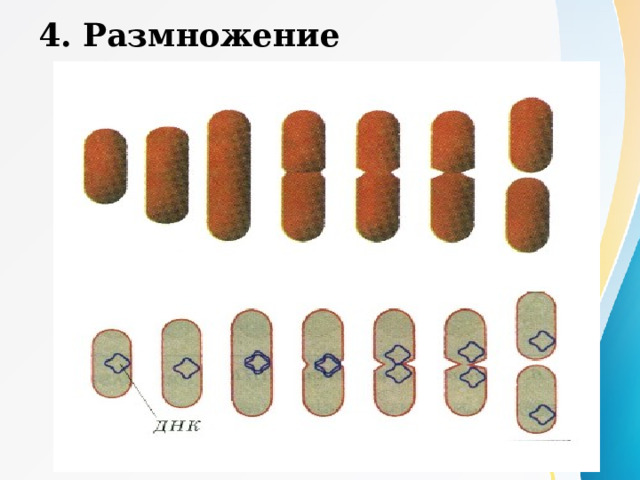 4. Размножение  Бактерии размножаются делением пополам  В благоприятных условиях бактерия делится 1 раз в 20 минут  Ограничивают размножение:  - ультрафиолетовое излучение  - высокая температура  - недостаток пищи  - дезинфицирующие вещества  - межвидовая конкуренция 