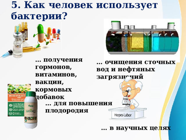 5. Как человек использует бактерии? … получения гормонов, витаминов, вакцин, кормовых добавок  … очищения сточных вод и нефтяных загрязнений … для повышения плодородия … в научных целях 